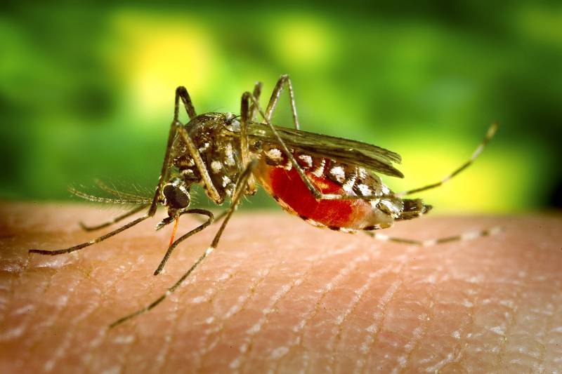 Incidência de dengue, zika e febre amarela diminuiu no Pará em 2023 Incidência de dengue, zika e febre amarela diminuiu no Pará em 2023