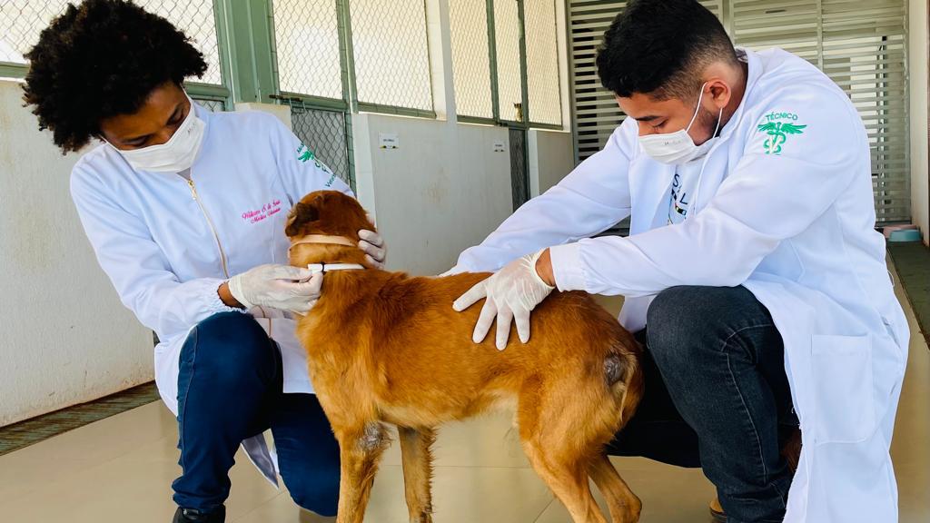 Sespa orienta sobre encoleiramento de cães contra leishmaniose visceral Sespa orienta sobre encoleiramento de cães contra leishmaniose visceral