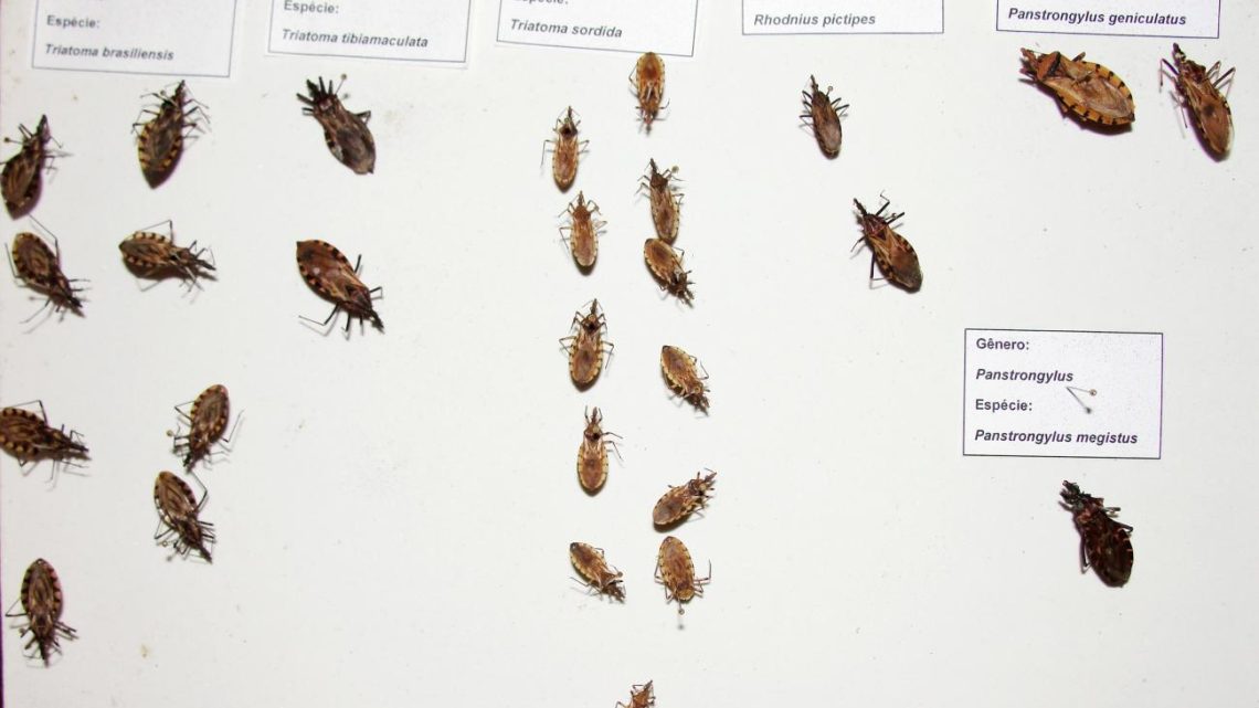 Sespa recomenda atenção aos sintomas suspeitos de doença de Chagas